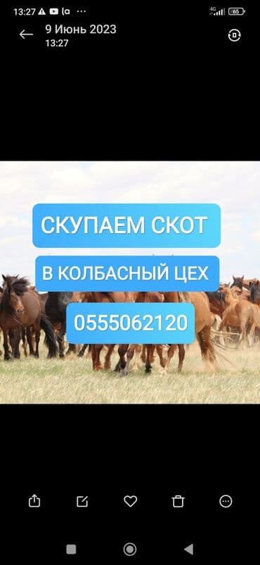 домик для животных: Куплю | Коровы, быки, Лошади, кони | Круглосуточно, Любое состояние, Забитый — 1