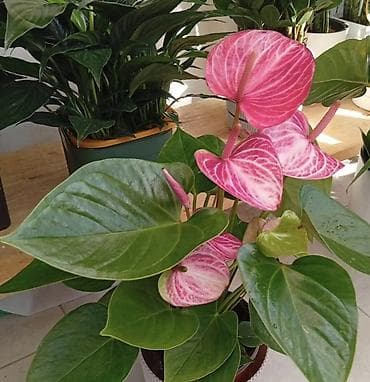 обмен цветы: Комнатные растения в декоративных кашпо В наличии эффектные комнатные — 2