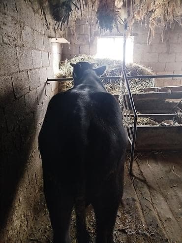 на корм: Продаю | Бык (самец) | На откорм | Племенные — 4