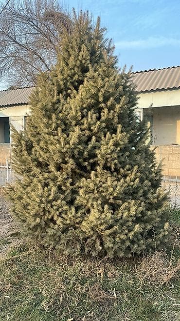 Бакча эмереги: Көчөттөр дарактардын: Карагайлар — 4