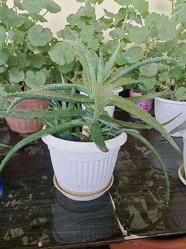 Алоэ: Алоэ вера в горшках (комнатные суккуленты) - Вид: Aloe vera — 5