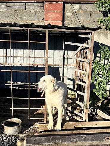 купить кавказскую овчарку: Алабай, 5 месяцев, Самец — 6