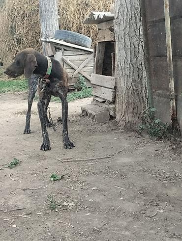 Продажа собак: Ургаачы кучуктору — 4