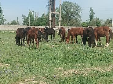 Продаю | Жеребенок