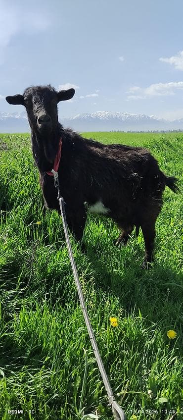 телята музо: Продаю | Коза (самка) | Полукровка | Для молока | Котные — 8