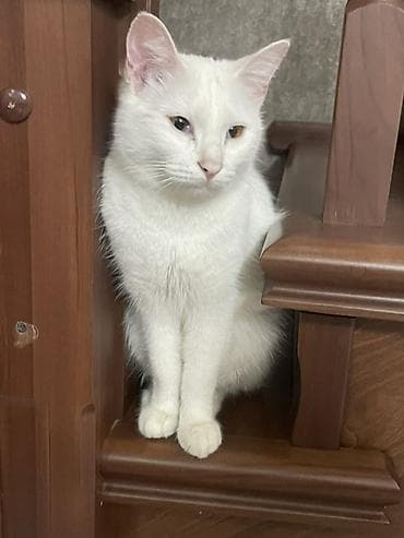 лысый кот: Отдаю даром Приучена к лотку Белая домашняя кошка с короткой плотной — 2