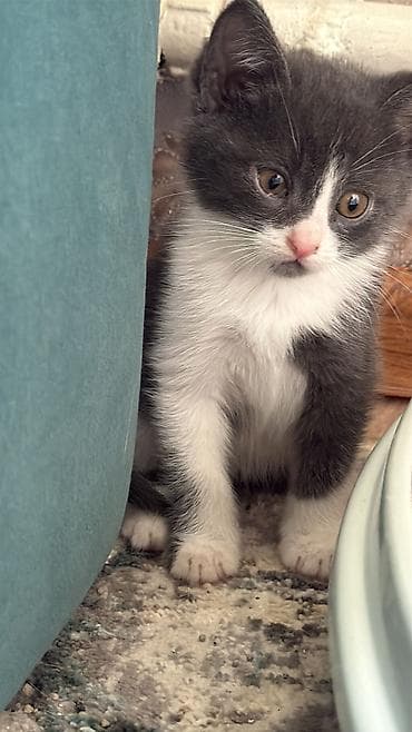 Үй жаныбарлары: Котята домашние, короткошёрстные, окрасы: серо-белый биколор и — 3