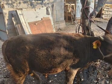 собака булдок: Продаю | Бык (самец) — 2