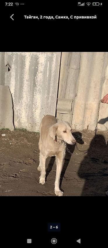 Тайган, 2 года, Самка, С прививкой