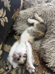 Грызуны: 1 месяц, Девочка, Приучена к лотку — 4