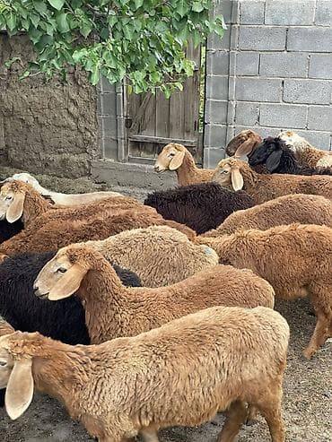 Продаю | Ягненок | Арашан — 5