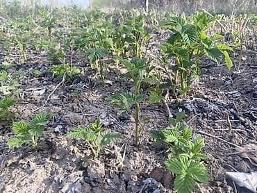 удобрение для малины: Саженцы малины (молодые корневые отпрыски) - Сортовая малина с мощной — 1