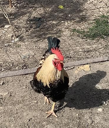 серебристый леггорн: Продаю | Петух | Для разведения — 2