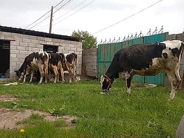 порода голштин: Продаю | Корова (самка) | Для молока | Привязанные — 1