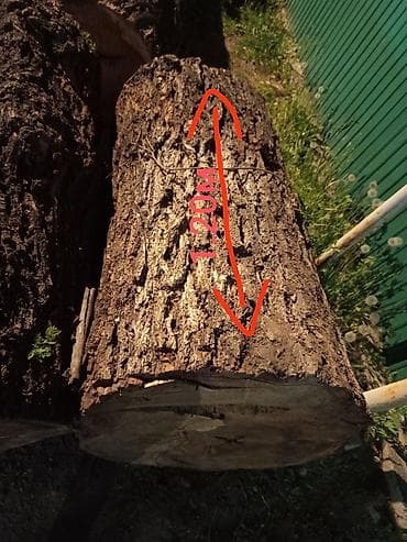 Тегерек жыгачтар: Ствольная заготовка из лиственной породы (бревно). - Порода — 2