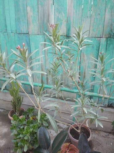 полька малина кочот: Саженцы цветка — 3