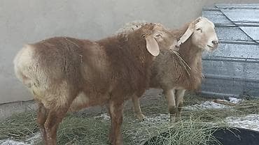 камори козы: Продаю | Овца (самка) | Для разведения | Матка — 2