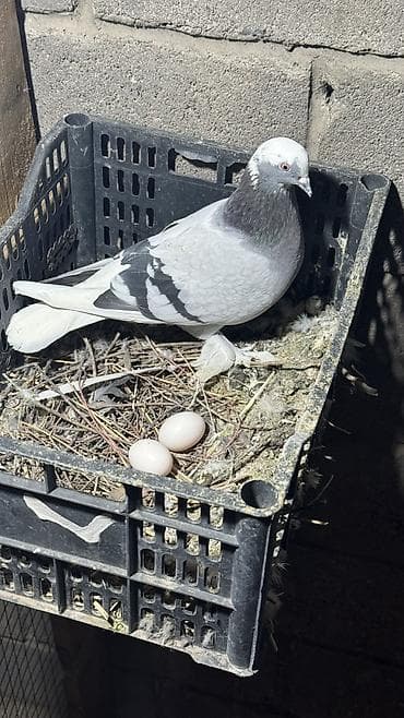 продажа попугаев жако: Две голубки лет игра есть несута и пискунов хорошо кормит — 5