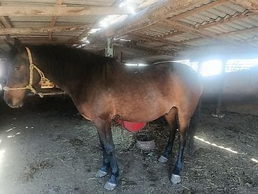 ши тцу купить: Продаю | Конь (самец) — 2