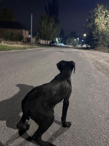 ит питбуль: Щенок, черный окрас, короткая шерсть. Компактного роста, стройного — 3