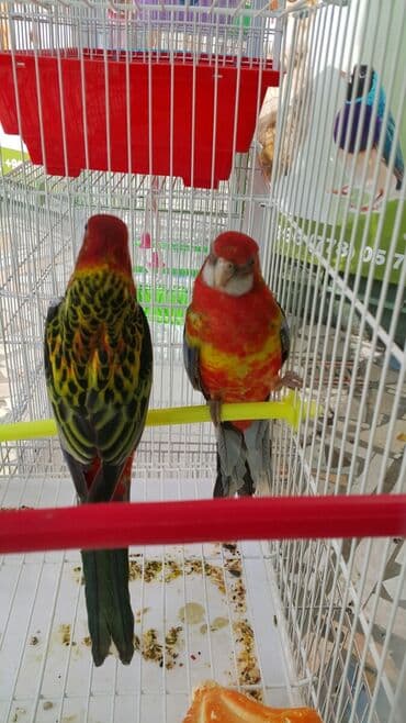эликсир феникс цена в бишкеке: Попугаи волнистые — 8