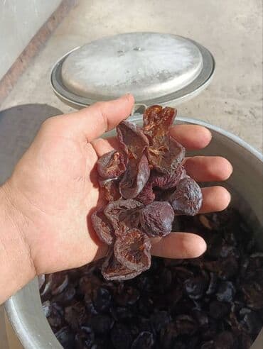 купить привитые саженцы фисташки: Саженцы сливы. Крупный, сладкий сорт, хорошо приживается в Чуйской — 2