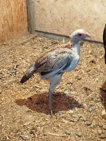 ремонт гидроскутера: Дакан жожо мекиш сатылат алмашу жолдору бар домашний тооко алмашам — 1