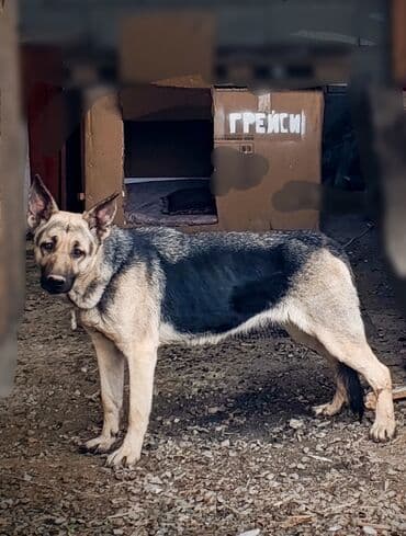 Услуги ветеринара: Немецкая овчарка по кличке Грейси. - Окрас: классический чепрачный — 1