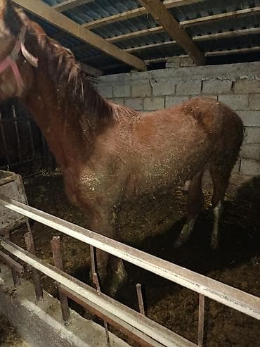 дакен тоок: Сатам | Байтал | Дончак | Жумушка — 5