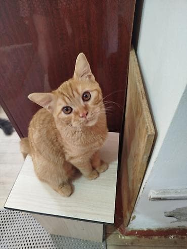 я ищу котенка: Скотиш Страйт (Шотландская прямоухая), 6 месяцев, Мальчик, Рыжий, Приучена к лотку, Проглистована — 7