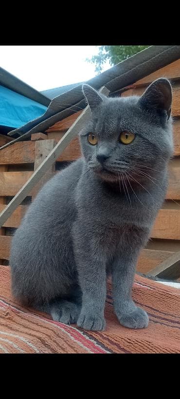 кото: Кошка даром: Британская короткошёрстная, 2 месяца, Девочка, Метис, Приучена к лотку, Проглистована — 2