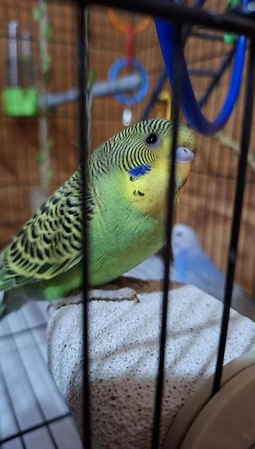д к: Продаю волнистых попугайчиковдевочка и мальчик,пара молодая,в — 3