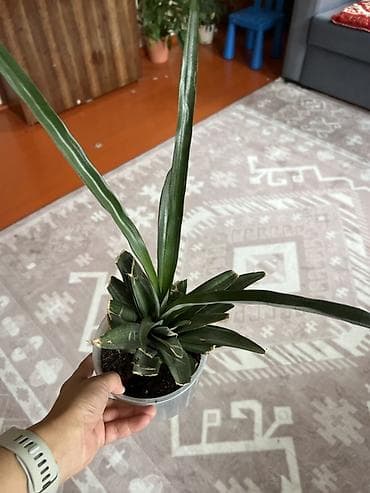 плющ комнатный: Комнатные растения — набор 1) Традесканция сидячая (Rhoeo spathacea — 8