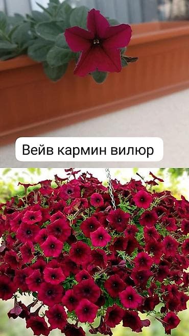 морская капуста купить: Самовывоз — 9