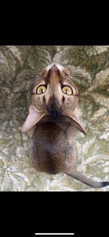 купить породистых котят: Абиссинская порода- выставляются на продажу редкие котята чистокровные — 16