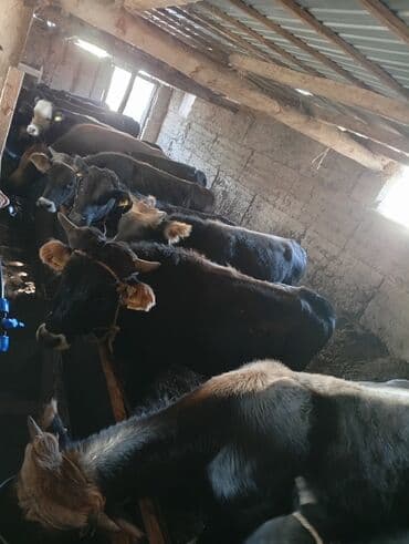 Кемирүүчүлөр: Сатам | Бука (эркек) | Бордоп семиртүү үчүн | Байланган — 2