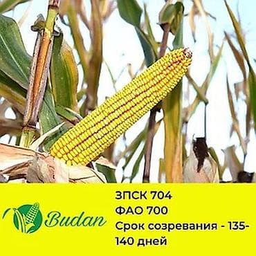 дордой моторс продукты: В продаже семена кукурузы BUDAN (БУДАН) ЗПСК 704 урожайность гибрида — 1