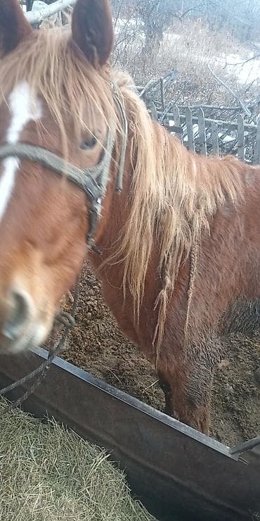 токмок животные: Продам кобылу — 4