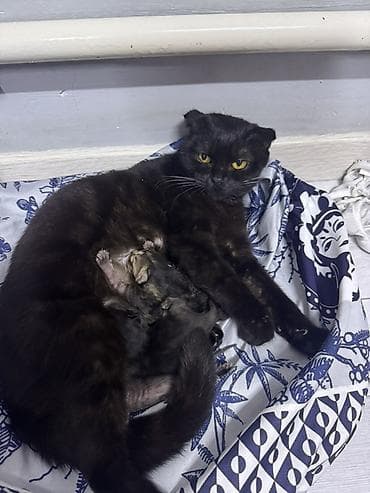 голая кошка сфинкс цена: Кошка даром: Скотиш Фолд (Шотландская вислоухая), Девочка — 2