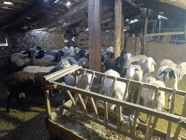 кролик декоративный: Продаю | Овца (самка) | Полукровка | Для разведения | Матка — 1