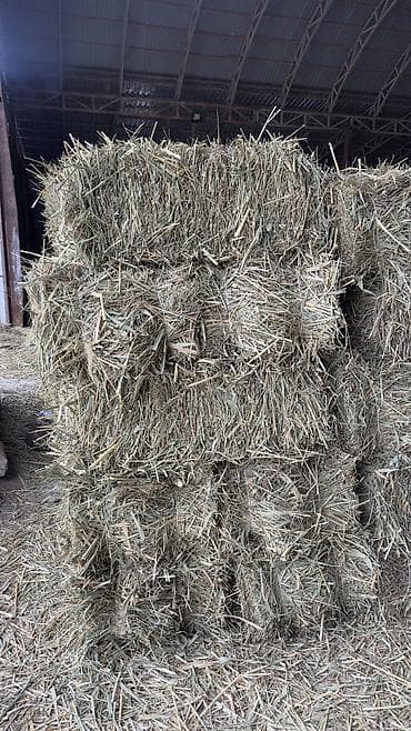 кур несушки: Сено в тюках (люцерна) Сухое Корм для животных В большом количестве — 7