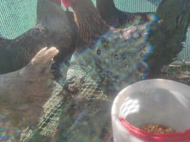 куры доминанты: Продаю | Петух, Куры | Домашняя | Для разведения, Несушки — 5