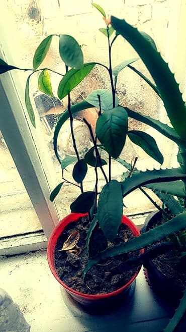 Отдам даром: Цветы от 50 сом и выше — 6