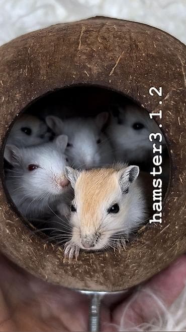 хомя: Продаются РУЧНЫЕ песчанки. От них НЕТ ЗАПАХА, как от хомячков и крыс — 2