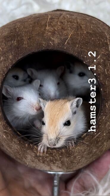 Ветеринар кызматы: Ручные песчанки монгольские. Красивые окрасы, есть девочки и мальчики — 7