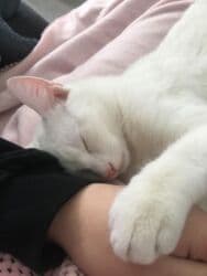 дом кошек: Ангорская, 6 месяцев, Мальчик, Белый, Приучена к лотку, Проглистована — 6