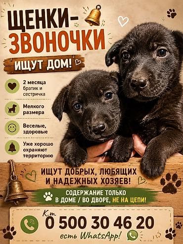 ит итер ош: Собака даром: 3 месяца, Самец, С прививкой — 1