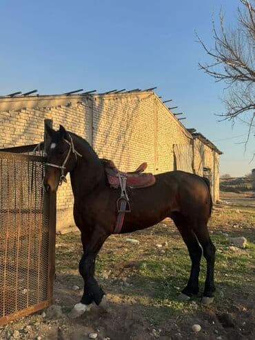 продам бу оборудование для птицефабрики: Продаю | Конь (самец) | Конный спорт — 1