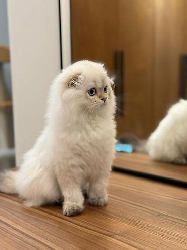 питомник лабрадоров бишкек: Продаётся очень красивый малыш с голубыми глазами❤️Шотоандский хайленд — 2