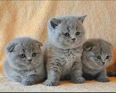 Шотландские вислоухие котята, окрас голубой (blue). На фото — трое